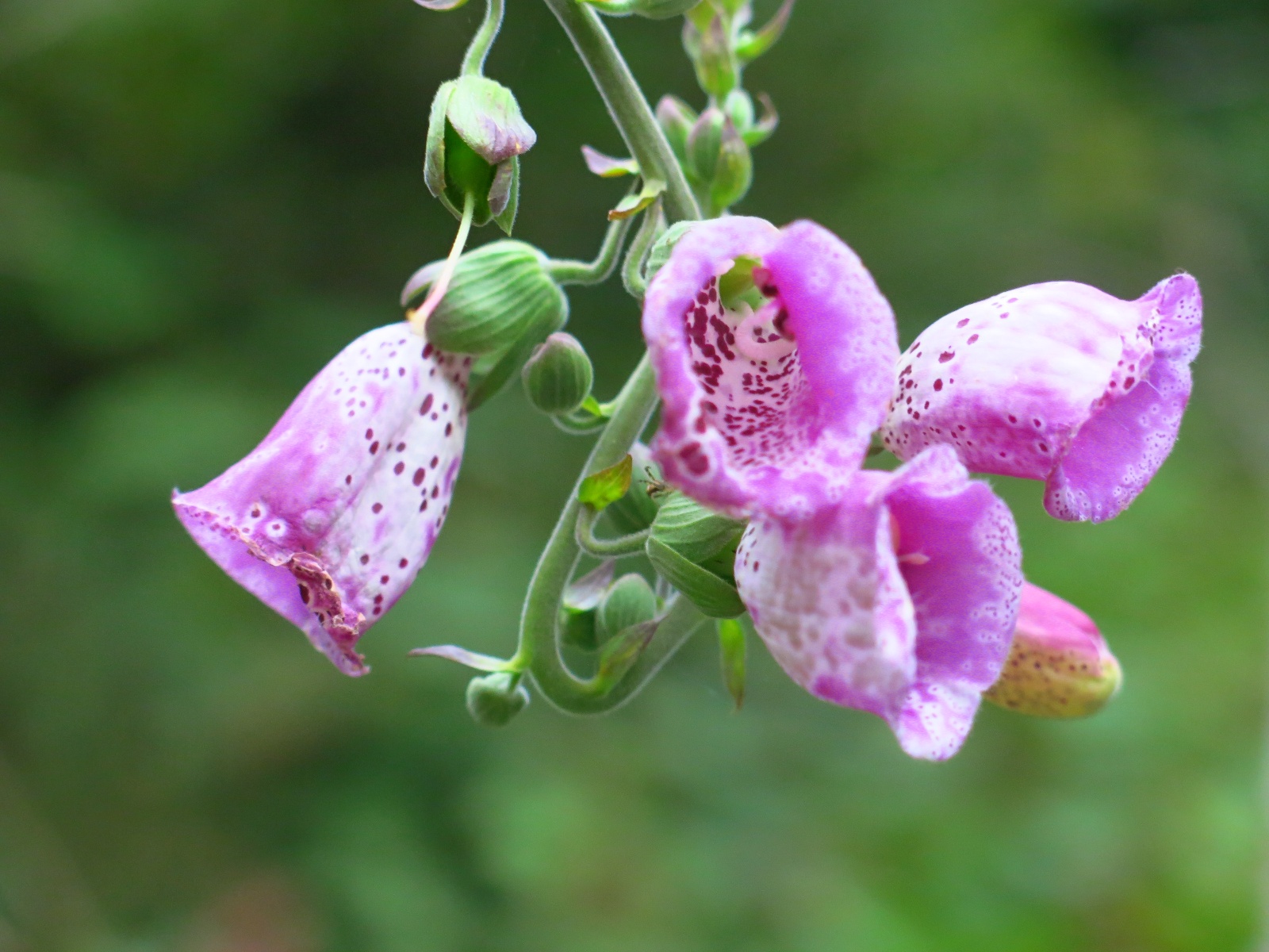 Blomster